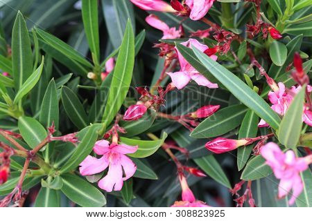Close Up Of Nerium Oleander Flower, Most Commonly Known As Nerium Or Oleander, Blooming In Spring In