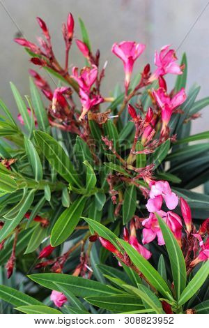 Close Up Of Nerium Oleander Flower, Most Commonly Known As Nerium Or Oleander, Blooming In Spring In