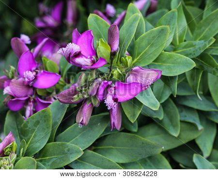 Close Up Of Beautiful Polygala Myrtifolia Or The Myrtle-leaf Milkwort Flower, Blooming In Spring In 