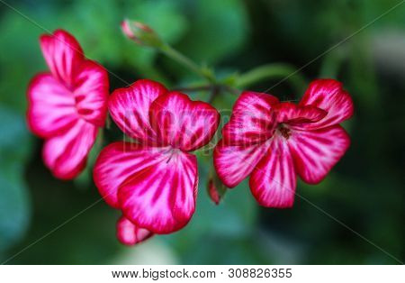 Close Up Of Pelargonium Peltatum In Garden