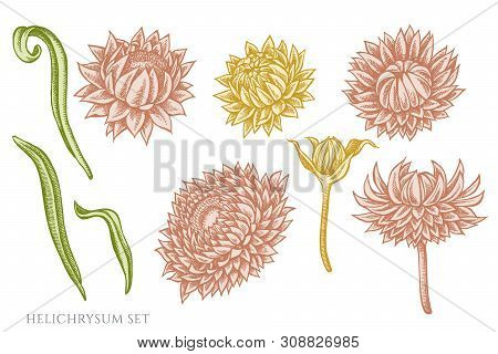 Vector Set Of Hand Drawn Pastel Helichrysum Stock Illustration