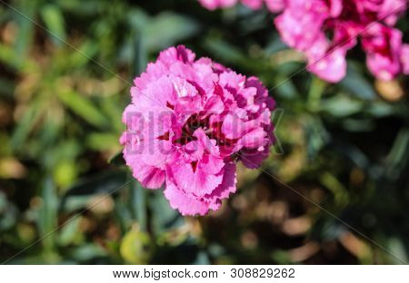 Dianthus Caryophyllus, Commonly Known As The Carnation Or Clove Pink, Is A Species Of Dianthus. This
