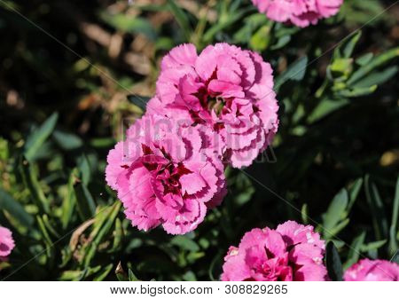 Dianthus Caryophyllus, Commonly Known As The Carnation Or Clove Pink, Is A Species Of Dianthus. This