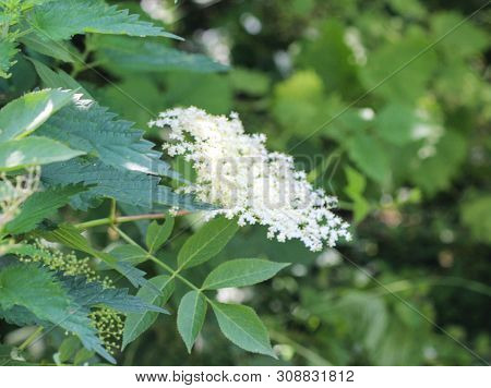 Sambucus Flower Bush, Also Known As Elder, Elderberry, Black Elder, European Elder, European Elderbe