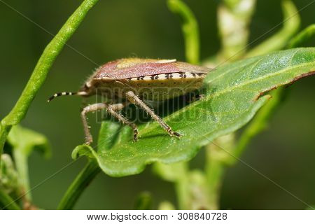 Macro Bug Dolycoris Baccarum Resting On A Green Leaf In A Meadow In The Foothills Of The North Cauca