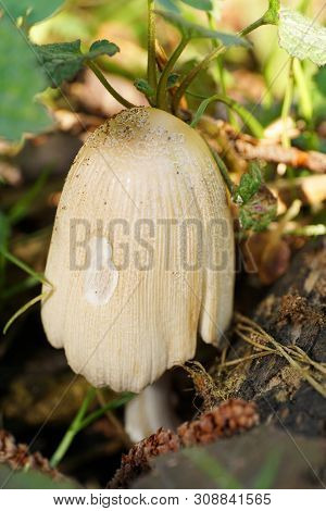 Macro Of Young Spring Mushroom Coprinus Radians Blooming In Forest Floor The Foothills Of North Cauc