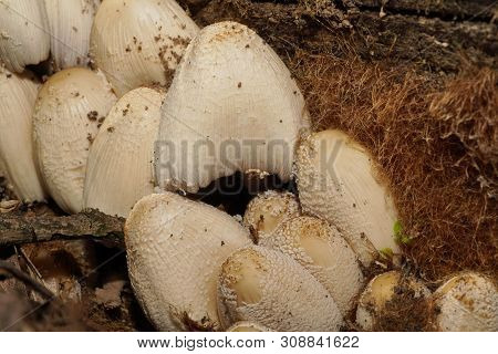 Macro Of Spring Light Brown Mushrooms Coprinus Radians Growing In The Forest Floor In The Foothills 