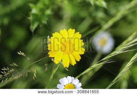 Close Up Of Corn Marigold Flower Blooming In Spring