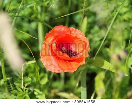 Close Up Of Long Headed Popp Blooming