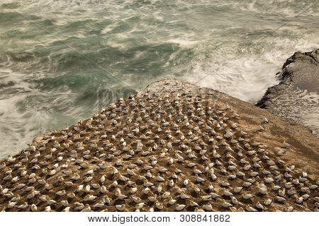Gannett Colony On A Triangle Shaped Rock Pointing Out To  The Wild Ocean At Muriwai Beach On The Wes
