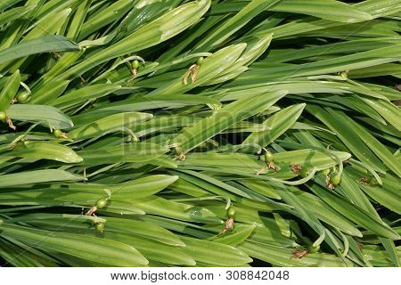 Spring Snowdrop Galanthus Nivalis With Faded Flowers And Green Leaves On A Meadow In The Foothill Fo