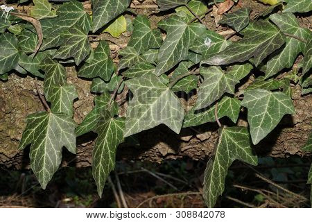 Spring Green Liana Caucasian Ivy Hedera Caucasicum Braided A Tree Trunk In The Foothill Forest Of Th