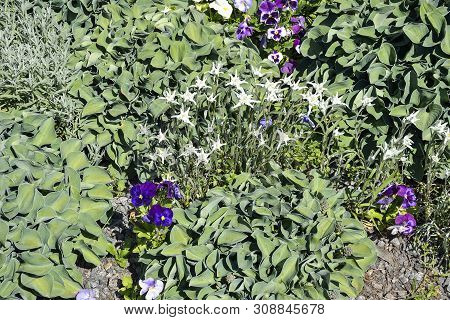 Decorative Plants Hosta  With Green Leaves For Landscaping Design In Park Or Garden On The Flowerbed
