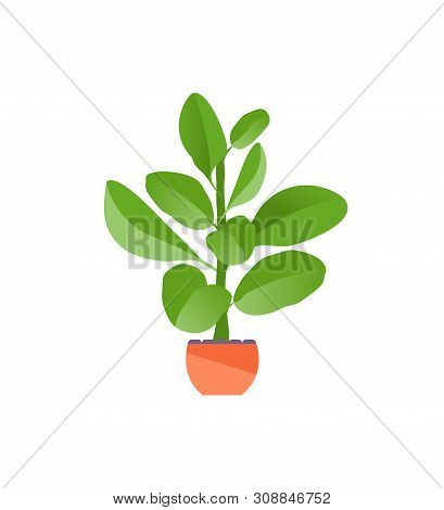 Houseplant Ficus Isolated On White Background. Vector Illustration