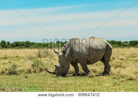 White Rhino In The Nxai Pan Park, Botswana, Africa