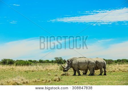 White Rhino In The Nxai Pan Park, Botswana, Africa