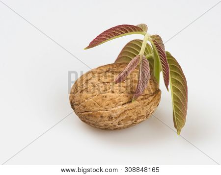 Walnut (júglans Régia) With A Sprig And Walnut Leaves Close-up On A White Background. Still Life. Ob