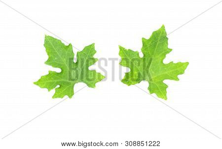Males Ivy Gourd Leaves Isolate On White Background , Pointed Shape Of The Leaves, Medicinal Plants, 