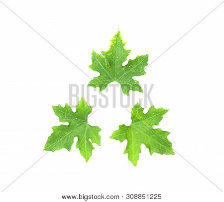 Males Ivy Gourd Leaves Isolate On White Background , Pointed Shape Of The Leaves, Medicinal Plants, 