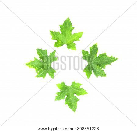 Males Ivy Gourd Leaves Isolate On White Background , Pointed Shape Of The Leaves, Medicinal Plants, 