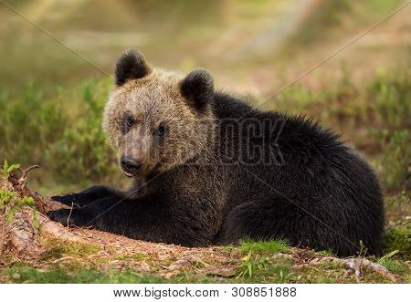 Close Up Of Eurasian Brown Bear (ursus Arctos Arctos) Cub Lying In Boreal Forest, Finland.