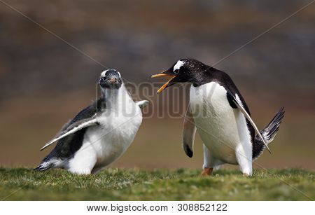 Adult Gentoo Penguin Annoyed With A Chick Constantly Asking For Food, Falkland Islands.