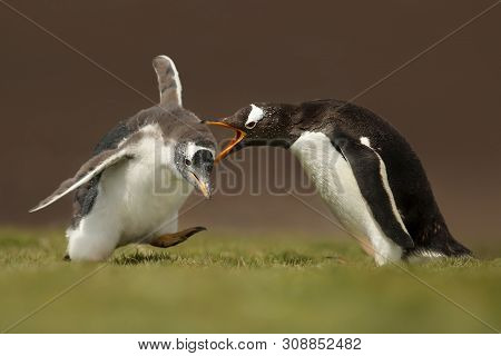 Close Up Of Gentoo Penguin Yelling At A Chick For A Poor Behavior, Falkland Islands.