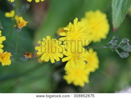 Close Up Of Smooth Hawksbeard Flower In Spring