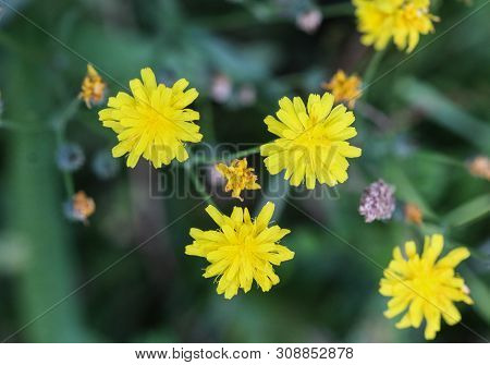 Close Up Of Smooth Hawksbeard Flower In Spring