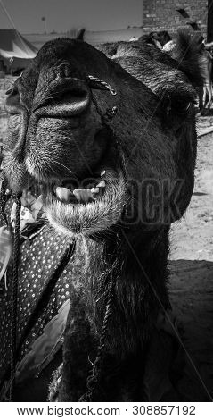 Cheeky Grinning Camel Close Up With Teeth Showing In Black And White.