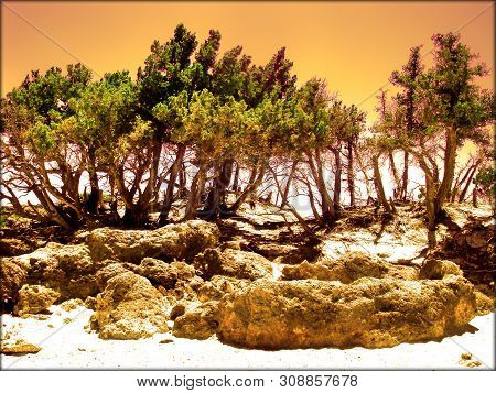 Amazing Juniperus Trees In Kedrodasos Chania Greece Background Wallpaper Fine Quality