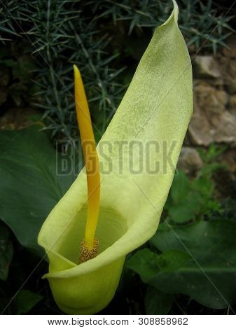 Wild Cretan Flower Macro Background Arum Creticum Araceae