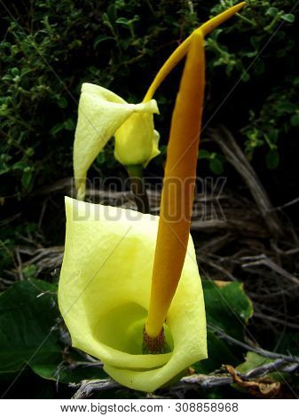 Wild Cretan Flower Macro Background Arum Creticum Araceae