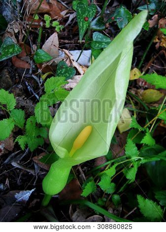 Wild Cretan Flower Macro Background Arum Creticum Araceae