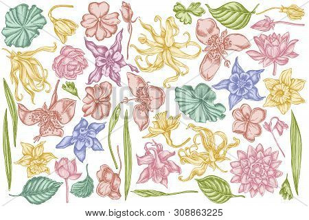 Vector Set Of Hand Drawn Pastel Ylang-ylang, Impatiens, Daffodil, Tigridia, Lotus, Aquilegia Stock I