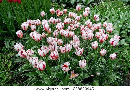 Pink And White Tulip Flowers In Spring Garden, Park.