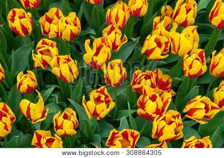 Beautiful Yellow And Red Tulip Flowers In Spring Garden.