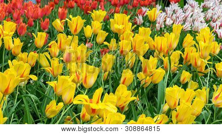 Beautiful Yellow And Red Tulip Flowers In Spring Garden.