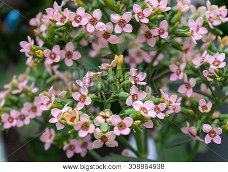 Pink Kalanchoe Saxifragales Crassulaceae Kalanchoe Flower Bloom.