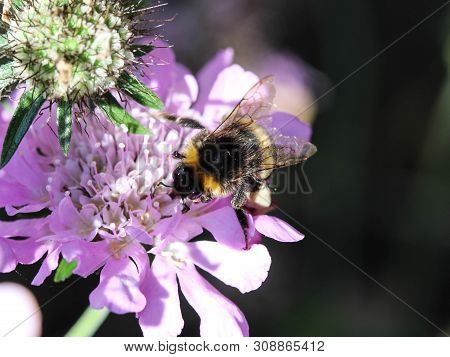 Close Up Of Buff Tailed Bumblebee In Garden