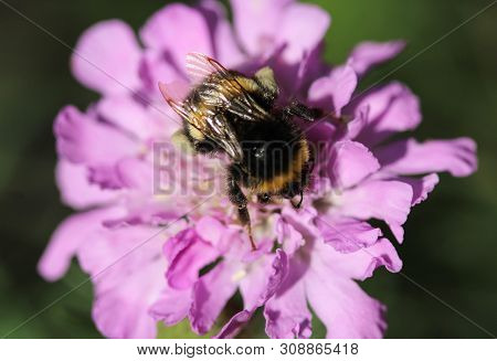 Close Up Of Buff Tailed Bumblebee In Garden