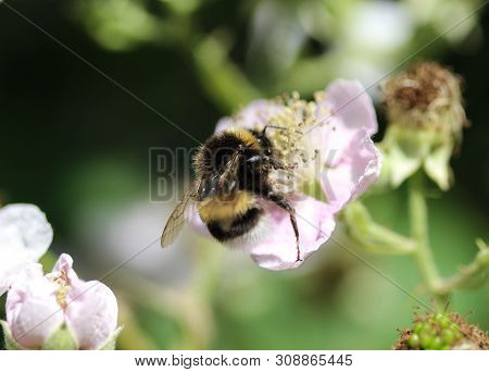 Close Up Of Buff Tailed Bumblebee In Garden