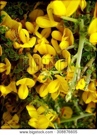 Citisus Wild Small Flower Macro Background Wallpaper Fine Art Prints