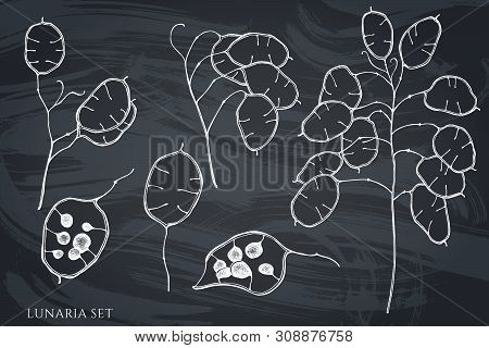 Vector Set Of Hand Drawn Chalk Lunaria Stock Illustration