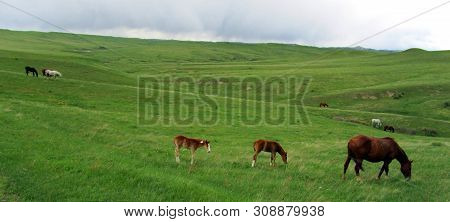 A Team Or Harras Or Horse Roaming And Grazing On Grass In An Open Field In Big Sky Country