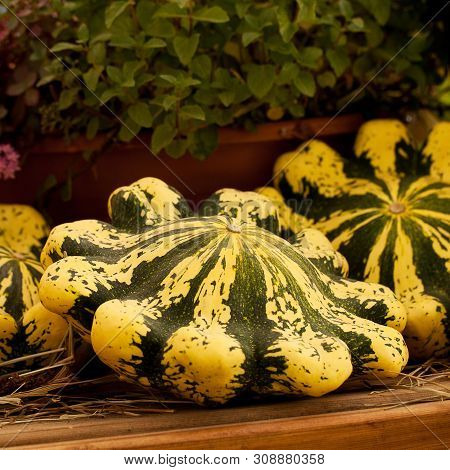 Funny Mottled Patissons And Flowerpots On A Wooden Table In A Farm Or On A Farm