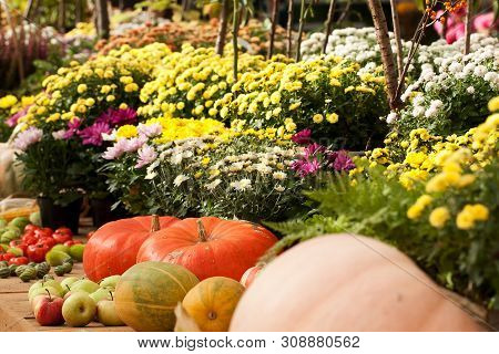 Colorful Asters In Pots And Ripe Beautiful Pumpkins And Apples