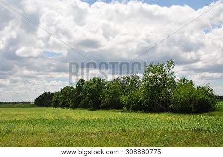 A Green Spacious Sown Field, Trees And Shrubs Are Planted In The Border, Clouds In The Sky. Good Sum