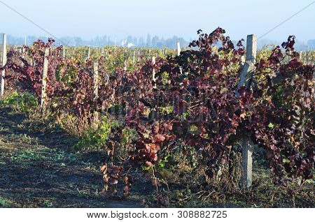 Vineyards In The Early Morning After Fog. Bushes With Red And Green Leaves.