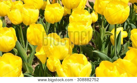 Yellow Tulips Closeup In A Group Planting. Spring.